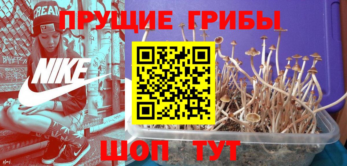 Галлюциногенные грибы MAGIC MUSHROOMS  Вход с VPN  Кропоткин  наркотики  Псилоцибиновые грибы Psilocybine cubensis 